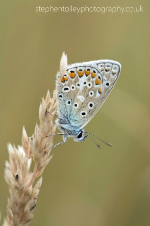 Common blue