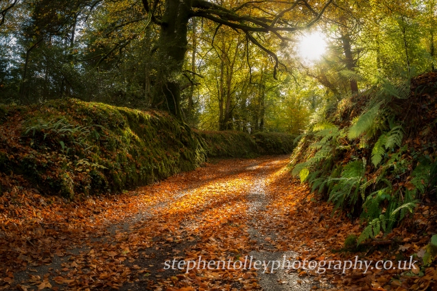 Autumn Lane on the Glynn Valley