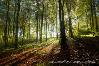 Autumn Beech woodland